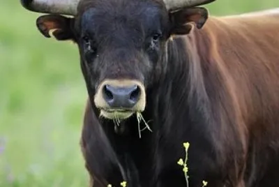 TORO