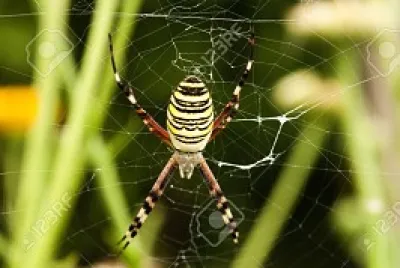 ARAÃ‘A