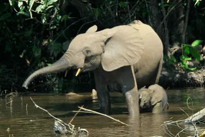 Elefante africano della foresta jigsaw puzzle
