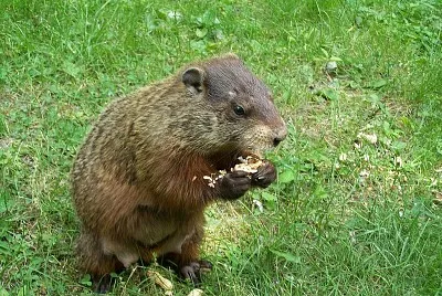 Marmotta americana jigsaw puzzle