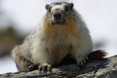 Marmotta dal ventre giallo jigsaw puzzle