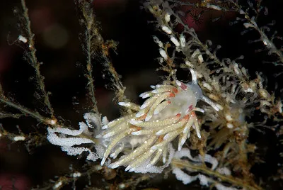 Trinchesia rubescens