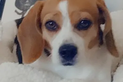 Beagle dog named Sugar