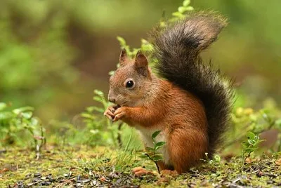 SQUIRREL jigsaw puzzle