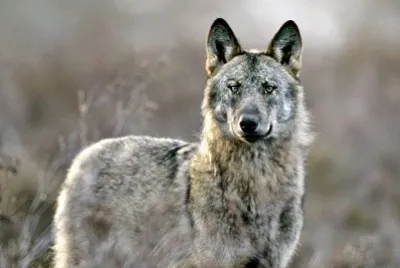 wolf