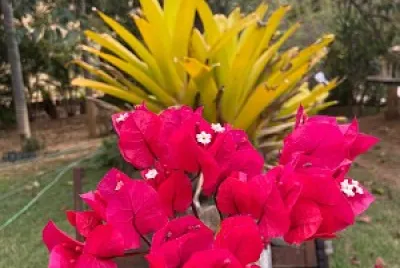 Fazenda Santa InÃªs