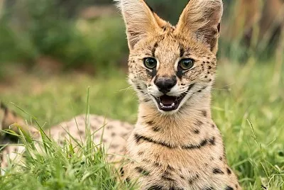 animal