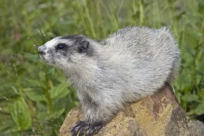 Marmotta dell 'alasca jigsaw puzzle