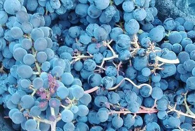 פאזל של uvas
