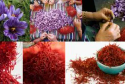 flores - Obtención del azafrán