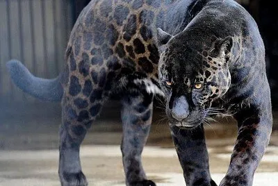 rare Black Jaguar