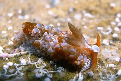 Baeolidia australis jigsaw puzzle