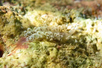 Herviella albida
