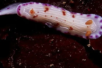 Hypselodoris capensis jigsaw puzzle