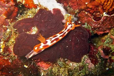 פאזל של Hypsecolodoris purpureomaculosa