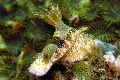 Hypsecolodoris reidi