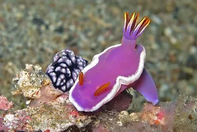 פאזל של Hypsecolodoris variobranchia