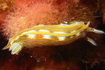 Hypsecolodoris villafranca