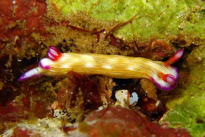 Hypsecolodoris violabranchia