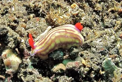 פאזל של Hypsecolodoris withei