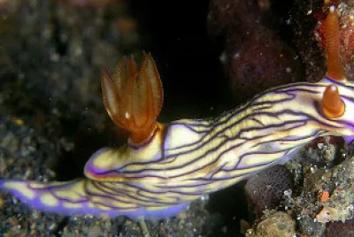 Hypsecolodoris zephyra