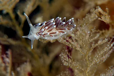 פאזל של Trinchesia concinna