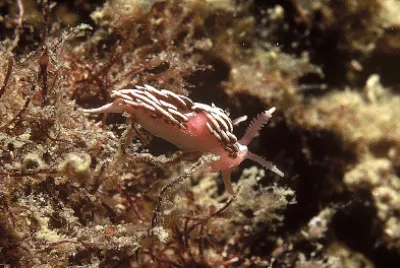 פאזל של Facelinopis marioni