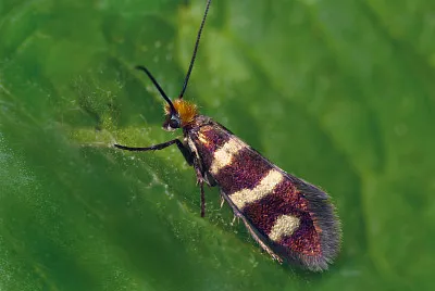 Microptelix aureatella