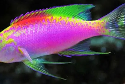 peixe