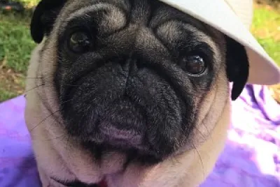 pug jigsaw puzzle
