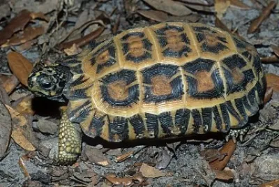 Pyxis planicauda jigsaw puzzle