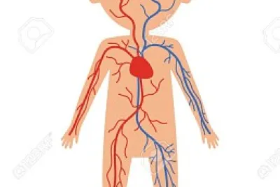 sistema circulatorio