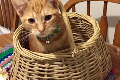 HappyCat in a basket