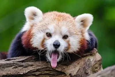 red panda