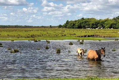 Â¿QuÃ© ecositema Colombiano es?