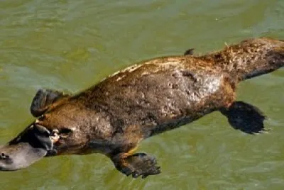 ORNITORRINCO