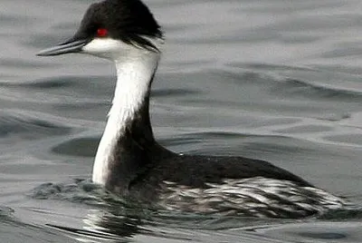 Svasso della puna