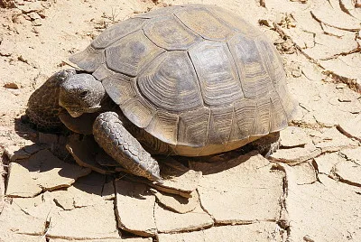 Del deserto