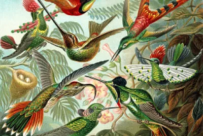 birds