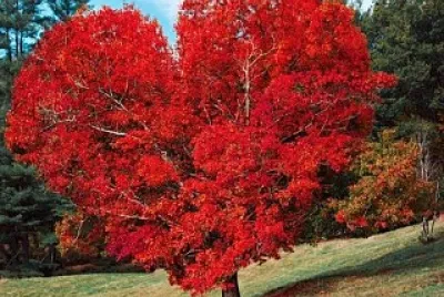 love jigsaw puzzle