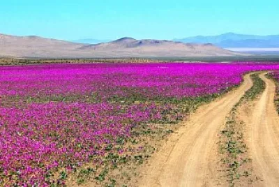 flores jigsaw puzzle