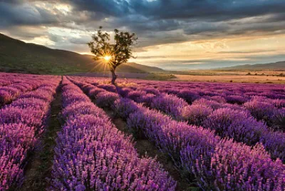 פאזל של lavandas