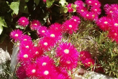 flores de mi jardin jigsaw puzzle