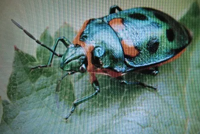 Gioiello metallizzato
