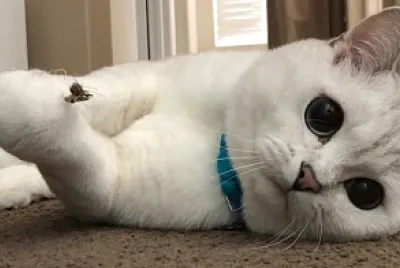 cat white / gato blanco