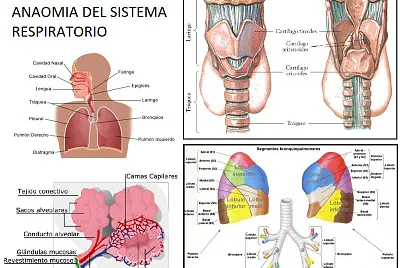 SISTEMA RESPIRATORIO jigsaw puzzle