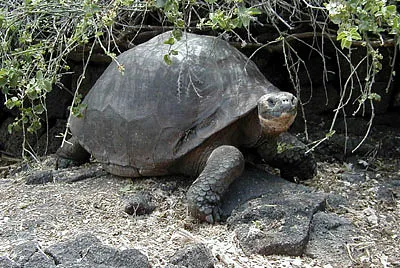 Delle Galapagos jigsaw puzzle