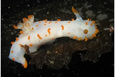 פאזל של Triopha catalinae