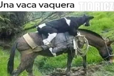 vaca