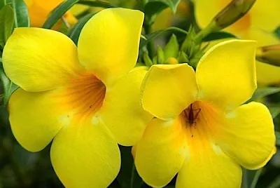 flores - Allamanda